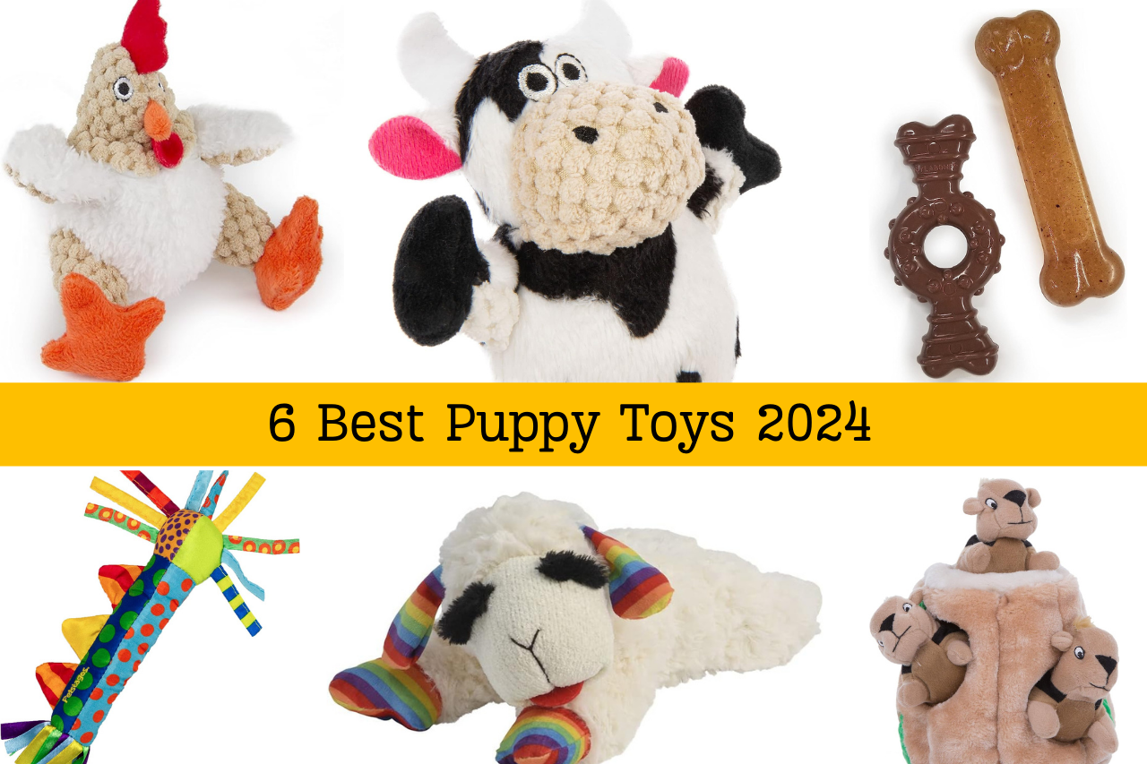 6 Best Puppy Toys 2024