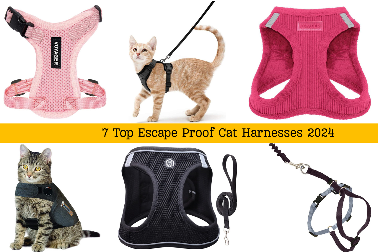 7 Top Escape Proof Cat Harnesses For 2024
