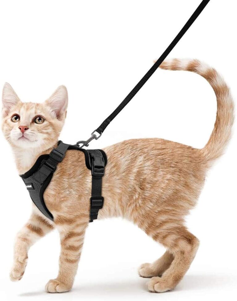 7 Top Escape Proof Cat Harnesses For 2024