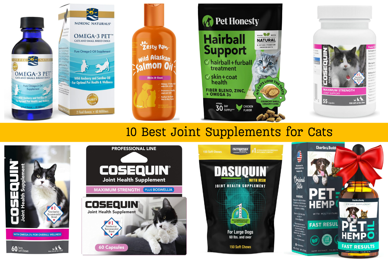 10 Best Joint Supplements for Cats 2024